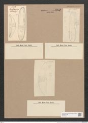 Amphora robusta Greg. (de-Toni-Nr.: Genus 36, Species 1634) Zeichnungen Sammlung Grunow Nr. 3115 (NHMW-BOT-W0370541)